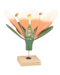 Flower Cross Section Model - Enlarged 10X Life Size -  Hand Painted - Designed by Professional Botanists - Eisco Labs