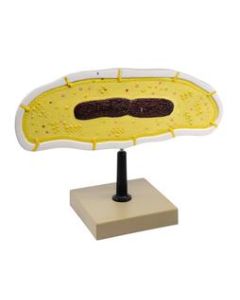 Bacteria Cell Structure Model - 10 Labeled Structures with Key - Mounted on Stand - Eisco Labs