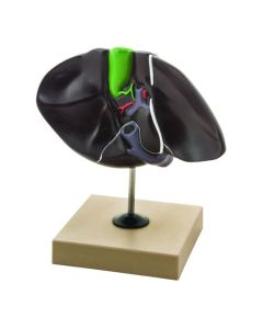 Eisco Labs Human Liver Model, Half Life Size, With Gall Bladder, 3 Dimensional, 7 x 5 Inches