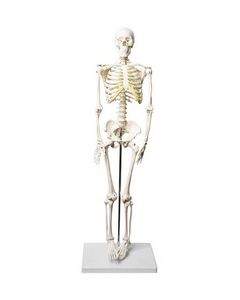 Human Skeleton Model, Half Size - Articulated Mandible - Rod Mounted - Incredible Detail for Anatomical Study - Eisco Labs